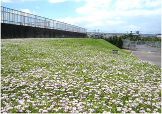 ヒメイワダレソウ開花期間　（6月～9月）